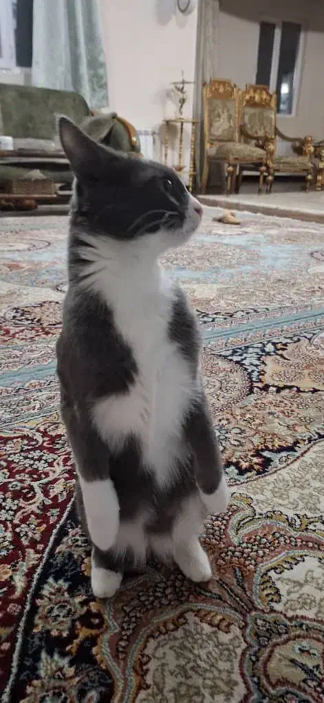 گربه آپارتمانی|گربه|مراغه, |دیوار