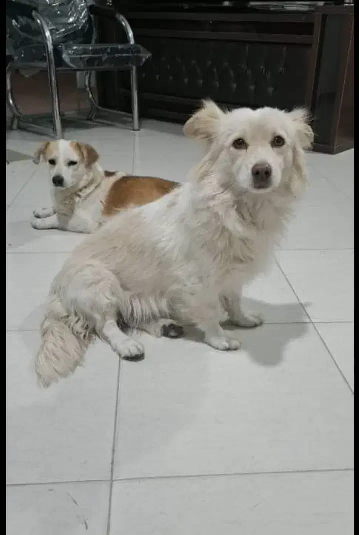 این دوتا سگ پیدا شدن در گلبهار|حیوانات|گلبهار, شهر جدید گلبهار|دیوار