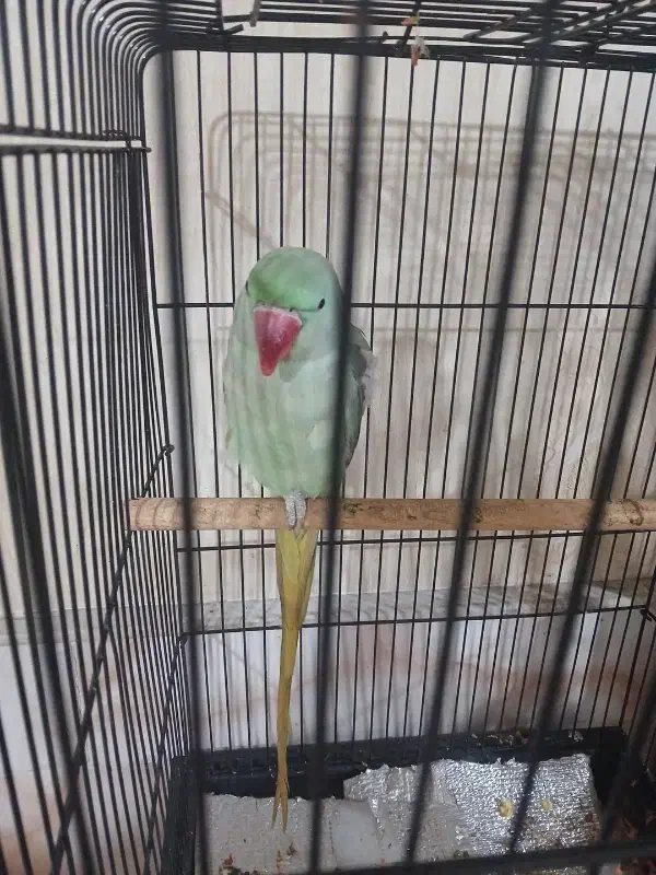 شاه طوطی|پرنده|نیشابور, بنیاد شهید|دیوار