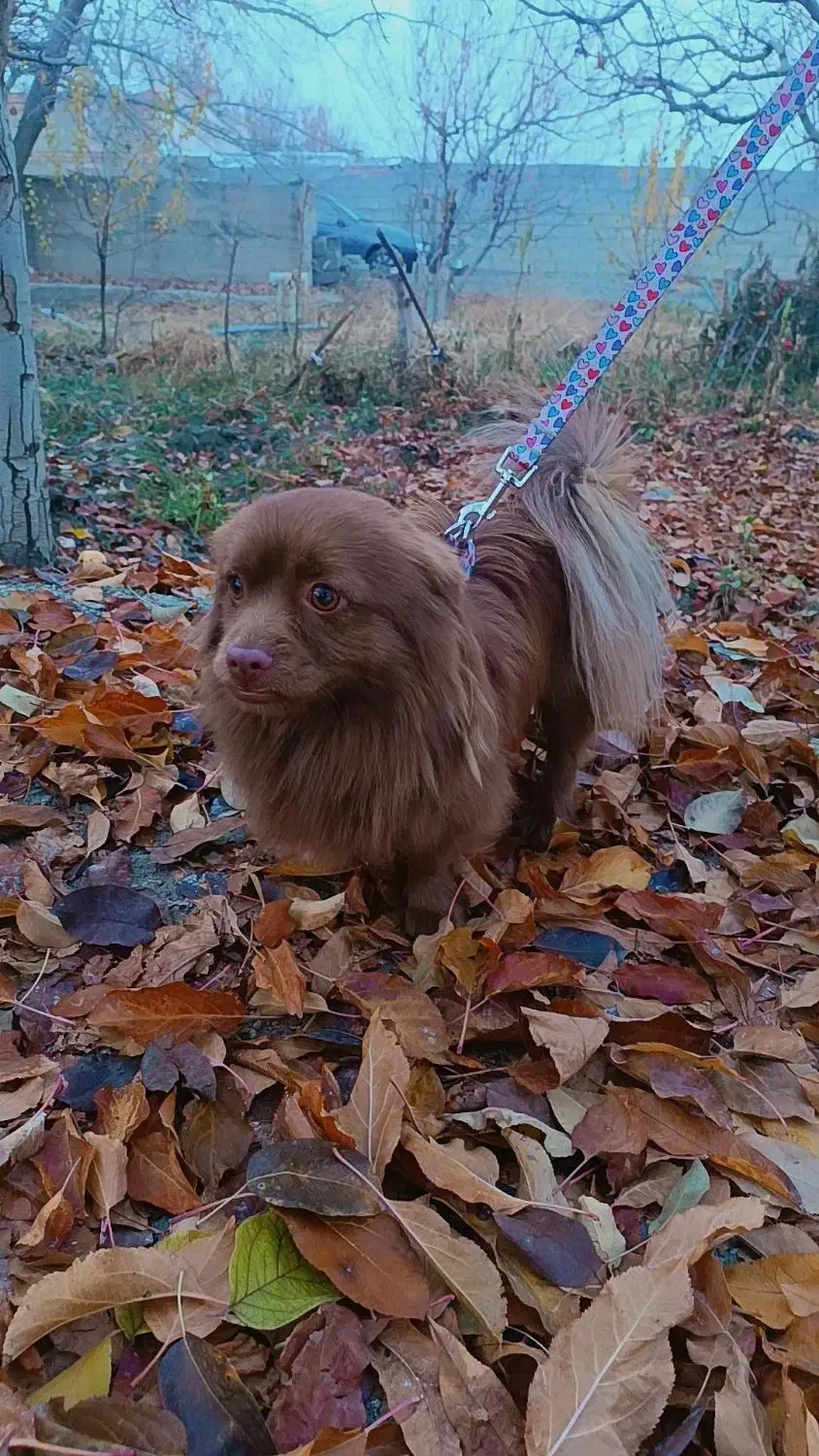 گمشده|حیوانات|ارومیه, |دیوار