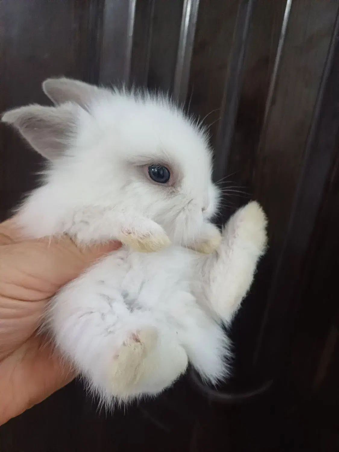 تعدادی بچه خرگوش لوپ ومینیاتوری تربیت شده|موش و خرگوش|مشهد, کارگران|دیوار