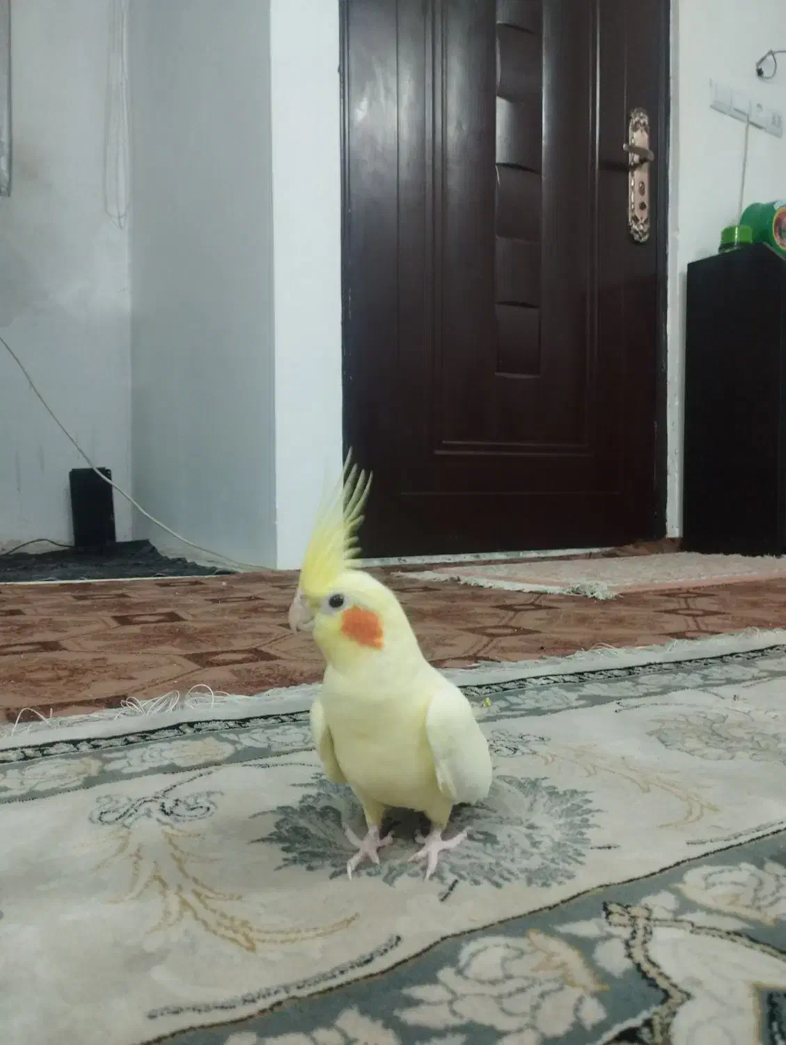 عروس هلندی|پرنده|مشهد, کشف|دیوار