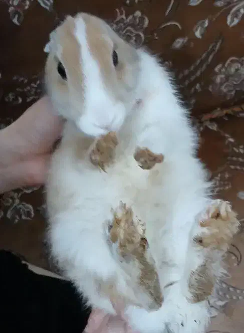 خرگوش|موش و خرگوش|شیراز, سهل‌آباد|دیوار