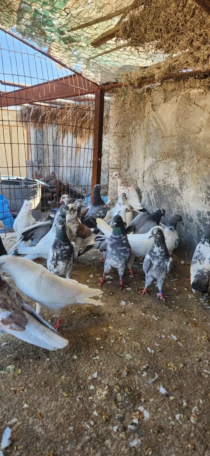 کبوتر|پرنده|بندرعباس, |دیوار