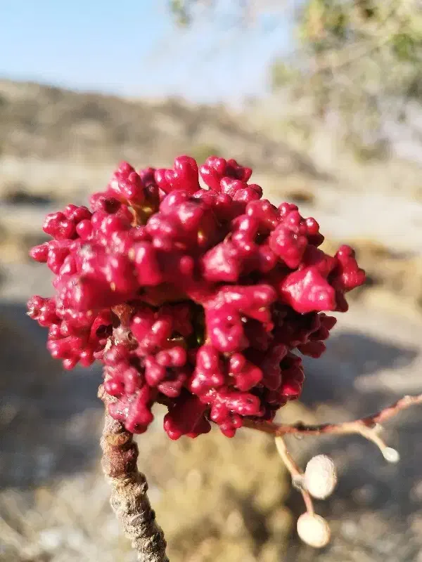 اجرای استخر|خدمات پیشه و مهارت|دوگنبدان, |دیوار