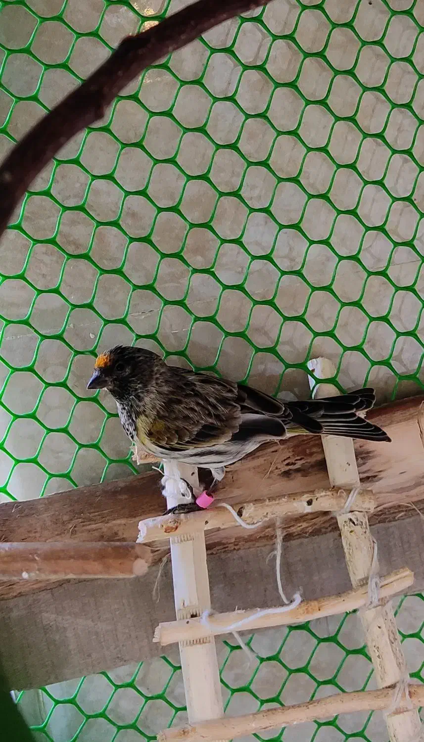 سهره گلبسر نر|پرنده|بوکان, |دیوار