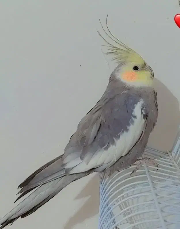 عروس هلندی|پرنده|خاش, |دیوار