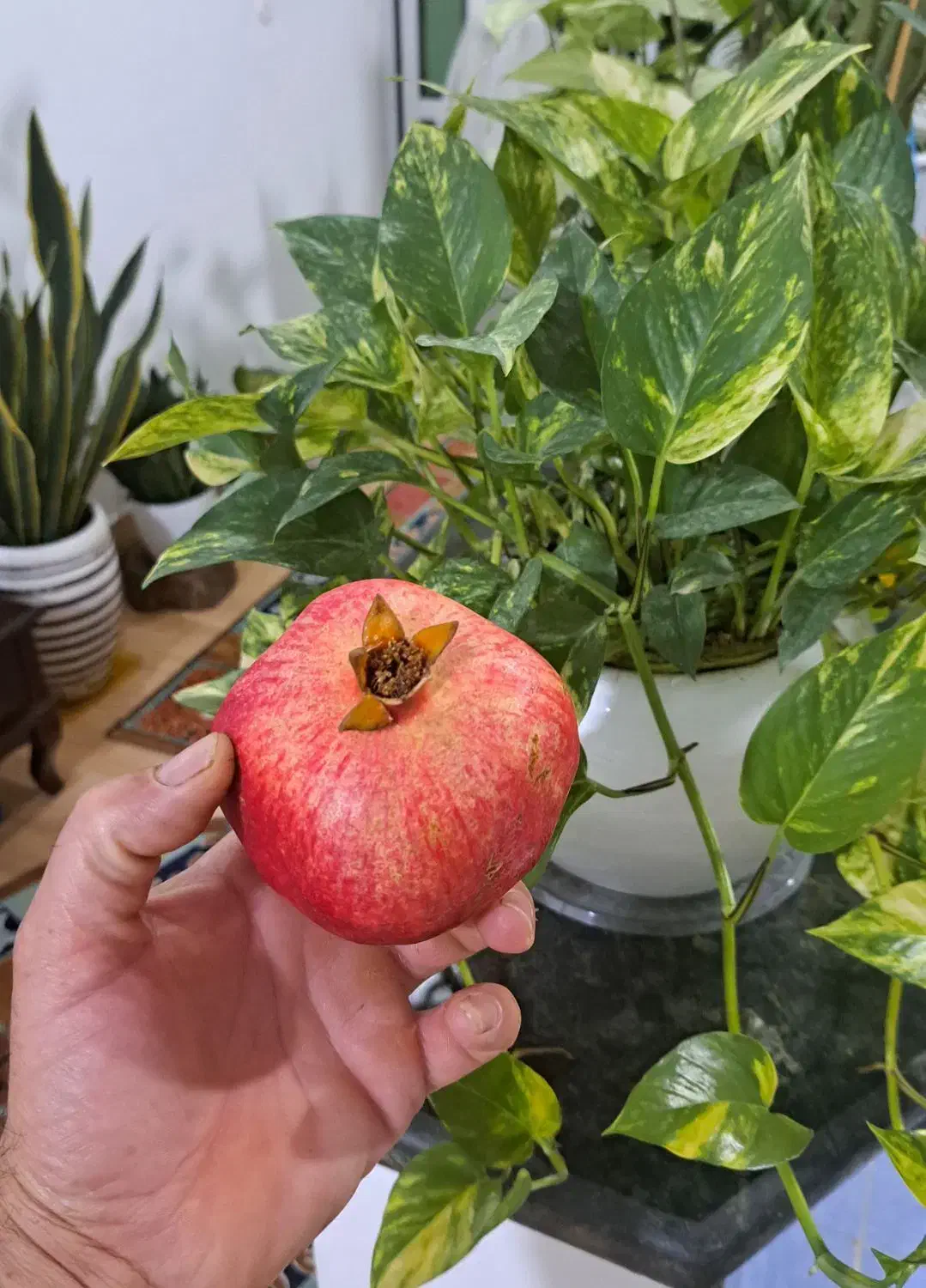 افرا گل|گل و گیاه طبیعی|بندر ترکمن, |دیوار