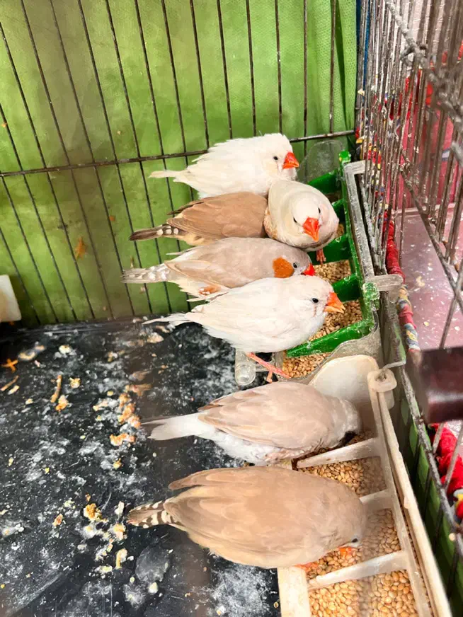 فنچ زبرا نروماده سالم وسلامت|پرنده|ری, شهرک نظامی|دیوار