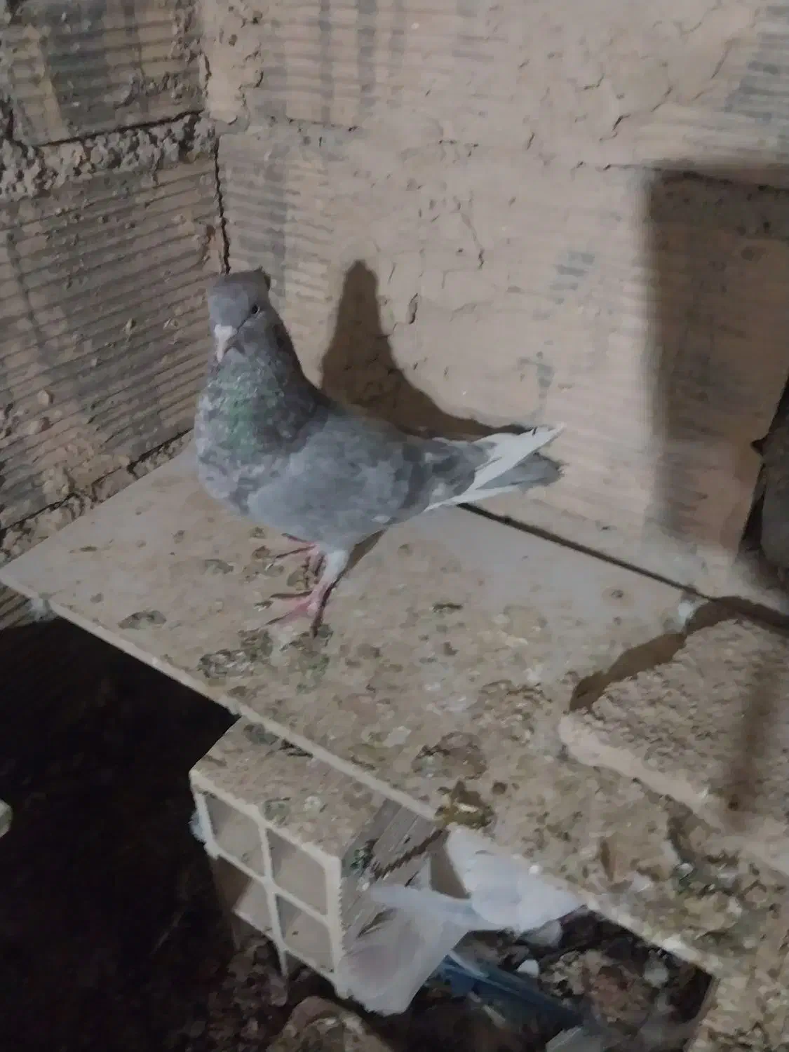 کبوتر سرخ ماده|پرنده|شاهرود, |دیوار