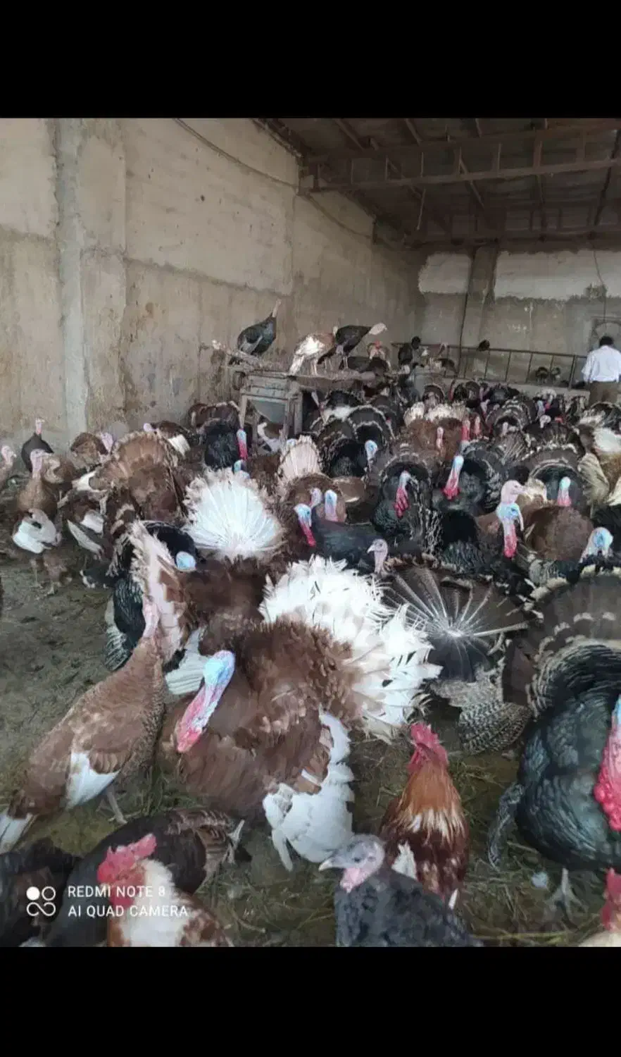 تخم نطفه دار بوقلمون از نژاد مرغ و خروس سنگین وزن|حیوانات مزرعه|سیرجان, |دیوار