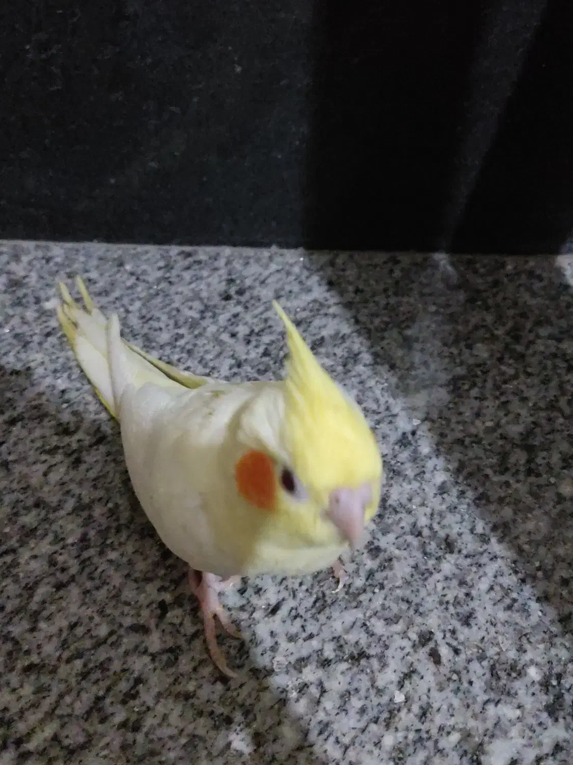 عروس هلندی تازه دون خور|پرنده|آمل, |دیوار