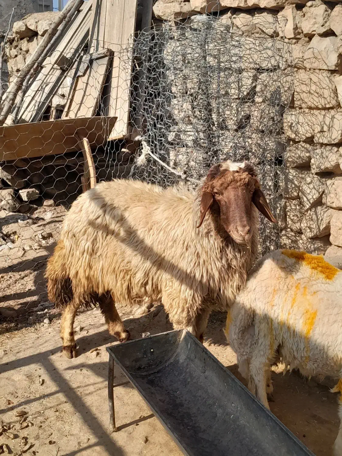 شک ورن.   بره.   قوچ.   گوسفند|حیوانات مزرعه|سیروان, |دیوار