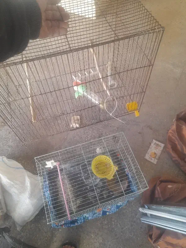 قفس قناری|لوازم جانبی حیوانات|مبارکه, |دیوار