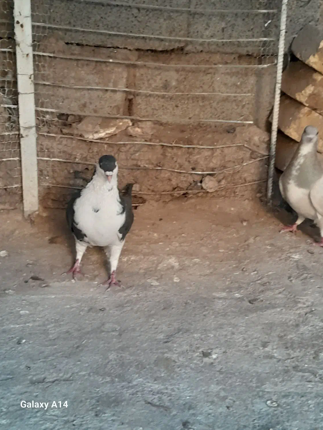 کبوتر|پرنده|رفسنجان, |دیوار