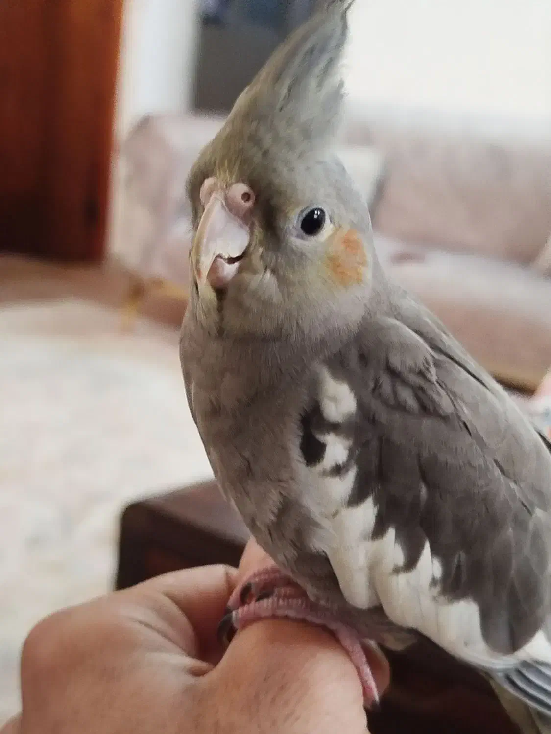 عروس هلندی پنج ماهه دست آموز|پرنده|لنگرود, |دیوار