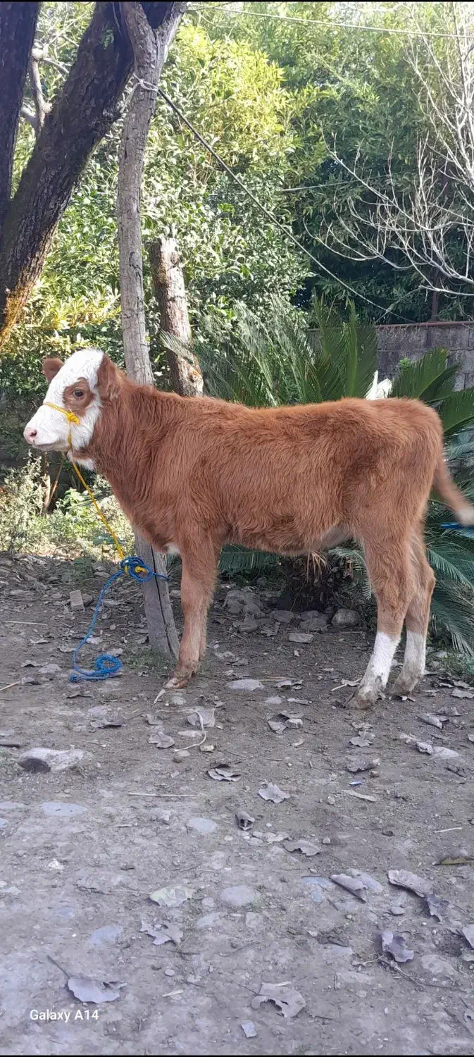 دوراس گوساله سیمینتال ماده لیشه گاو|حیوانات مزرعه|رشت, پل تالشان|دیوار