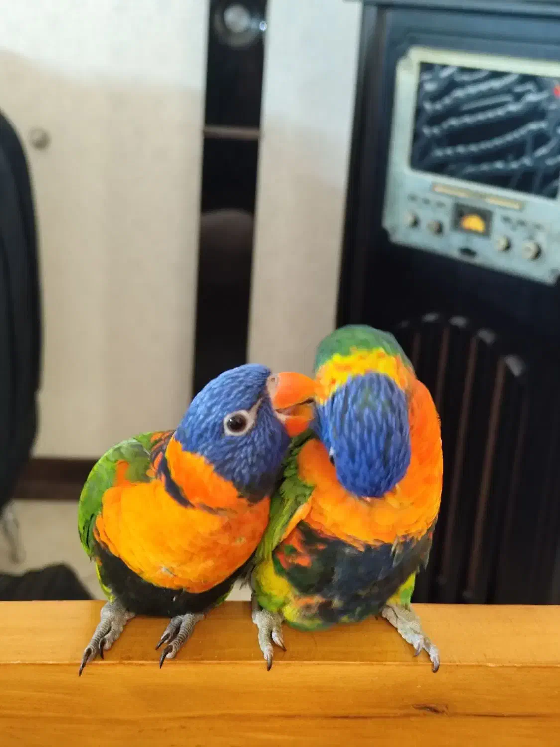 طوطی لری و طوطی راهب نر سخنگو|پرنده|شیراز, دروازه قران|دیوار