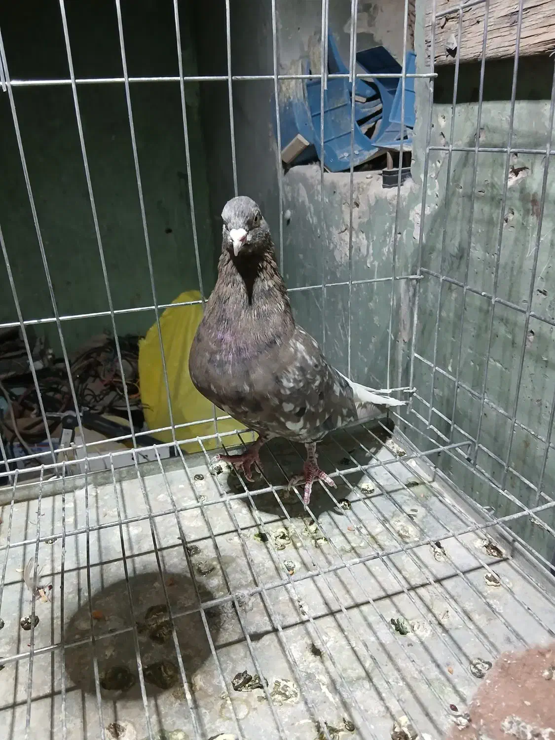 باسلام خدمت کفتر دم سفید ن|پرنده|مسجد سلیمان, |دیوار