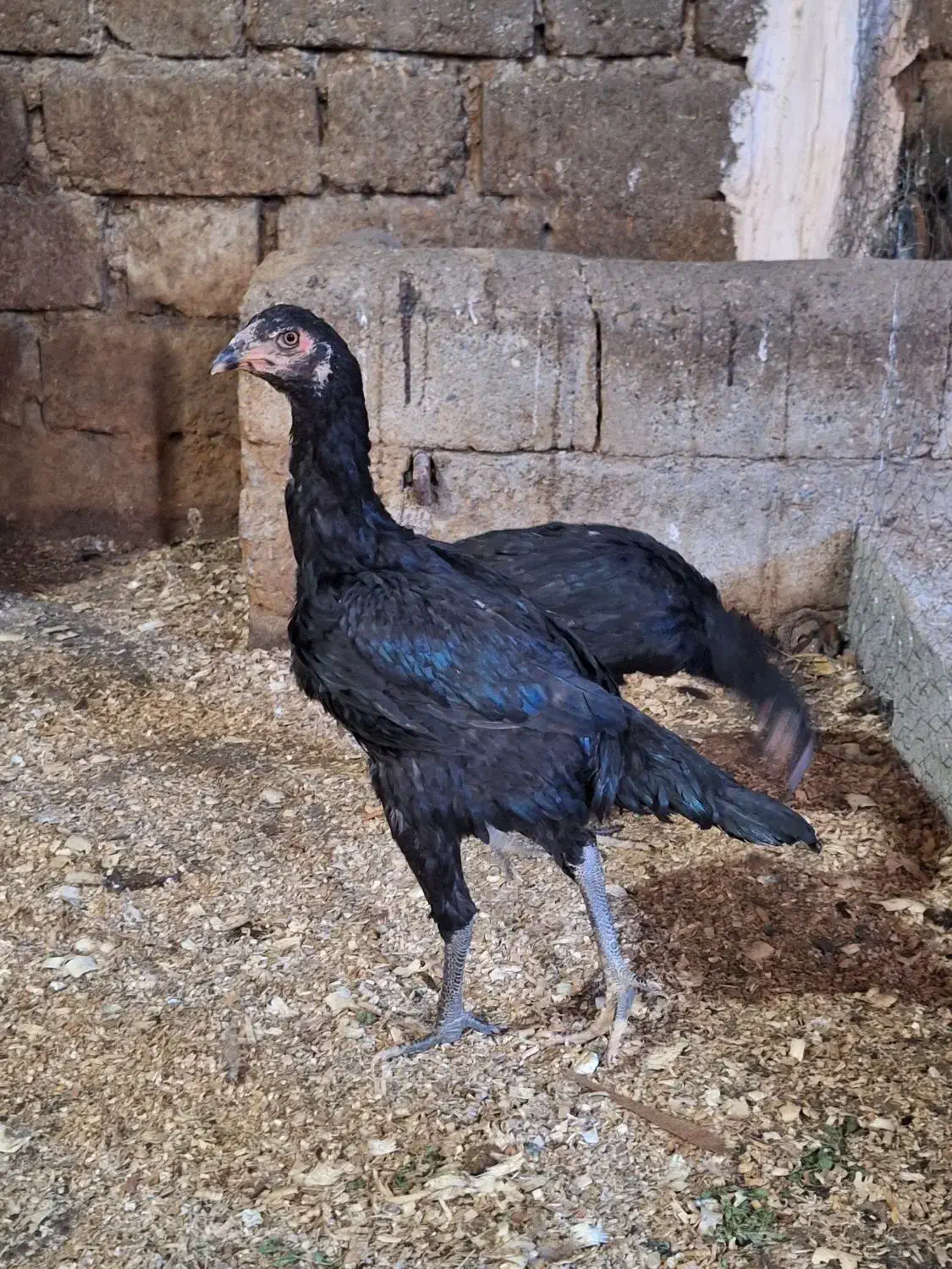 مرغ خروس فریح|حیوانات مزرعه|محمدبار, |دیوار