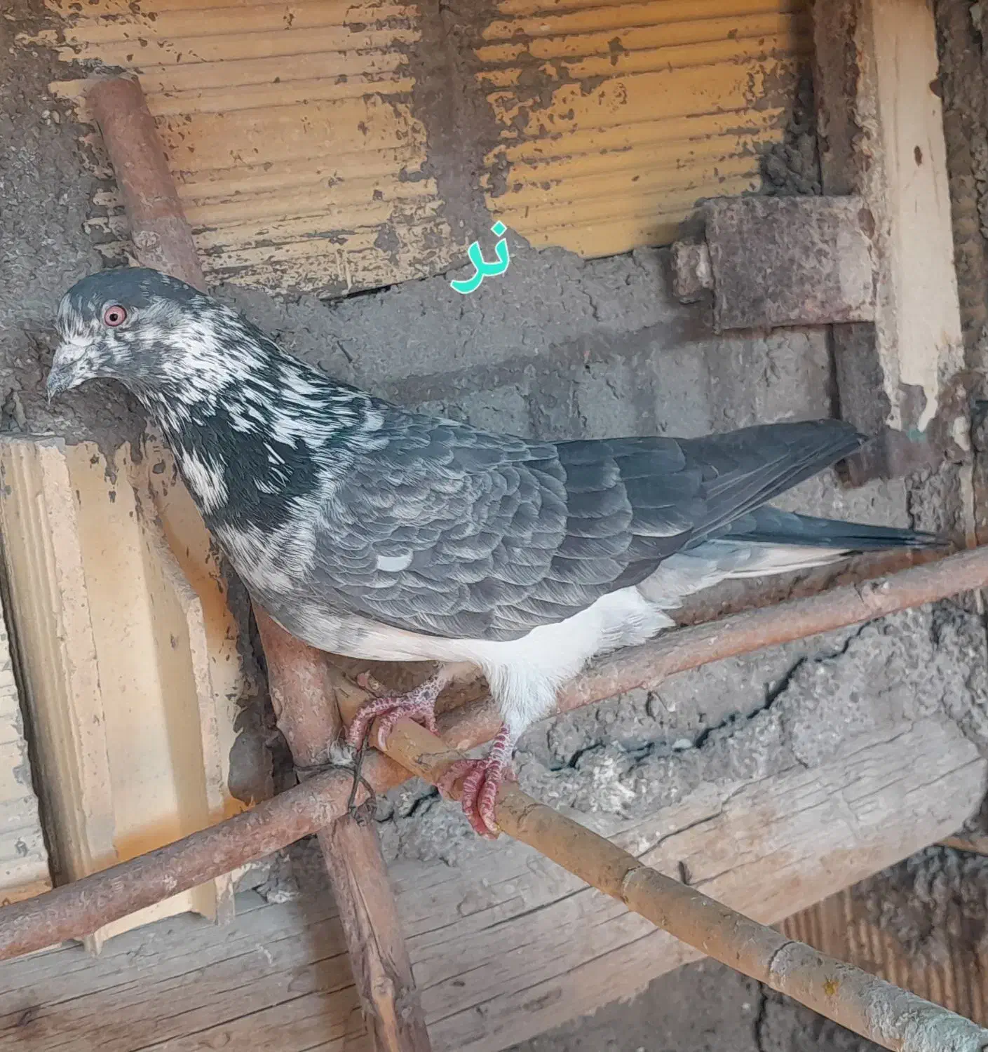 کبوتر|پرنده|زنجان, |دیوار