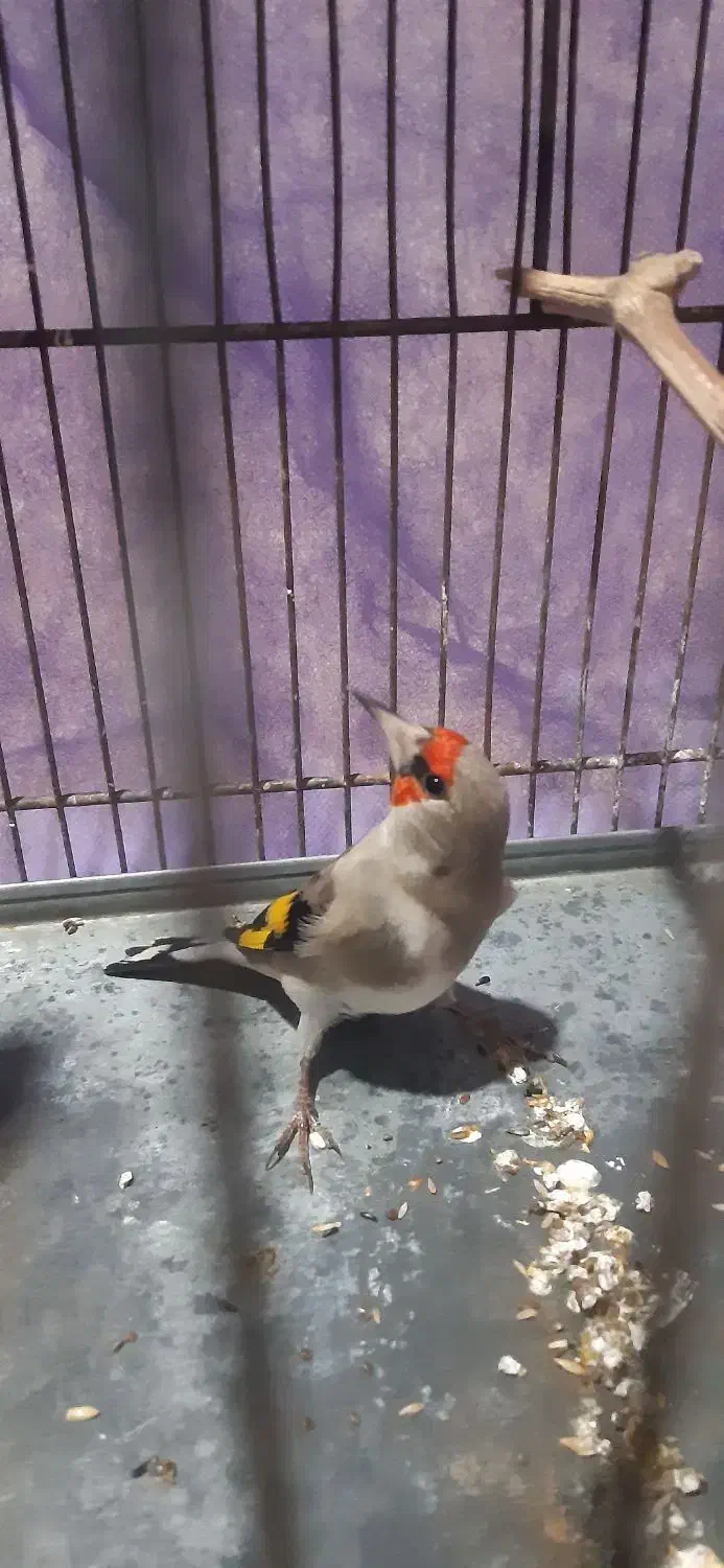 سهره|پرنده|کرمان, |دیوار