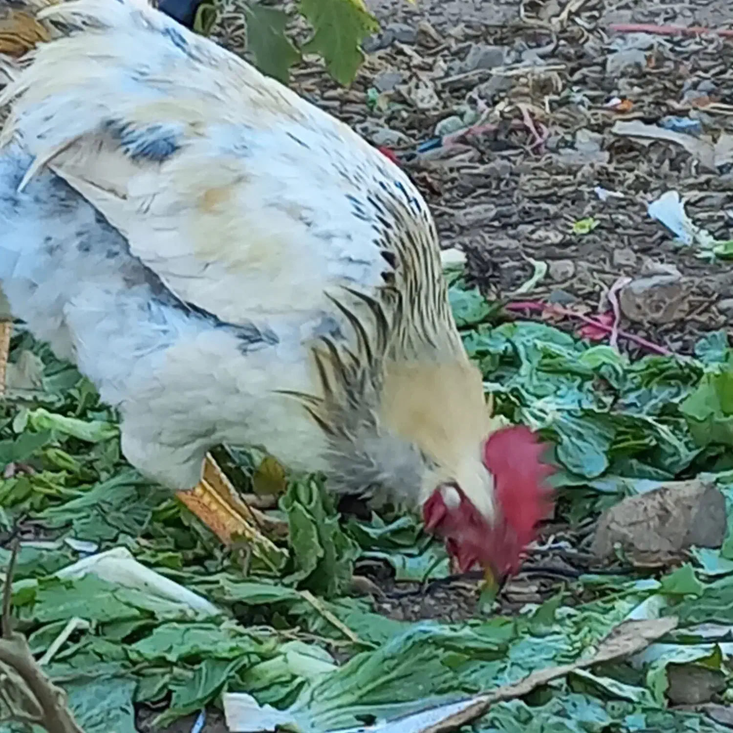 خروس محلی / ۶ عدد سالم|حیوانات مزرعه|بومهن, |دیوار