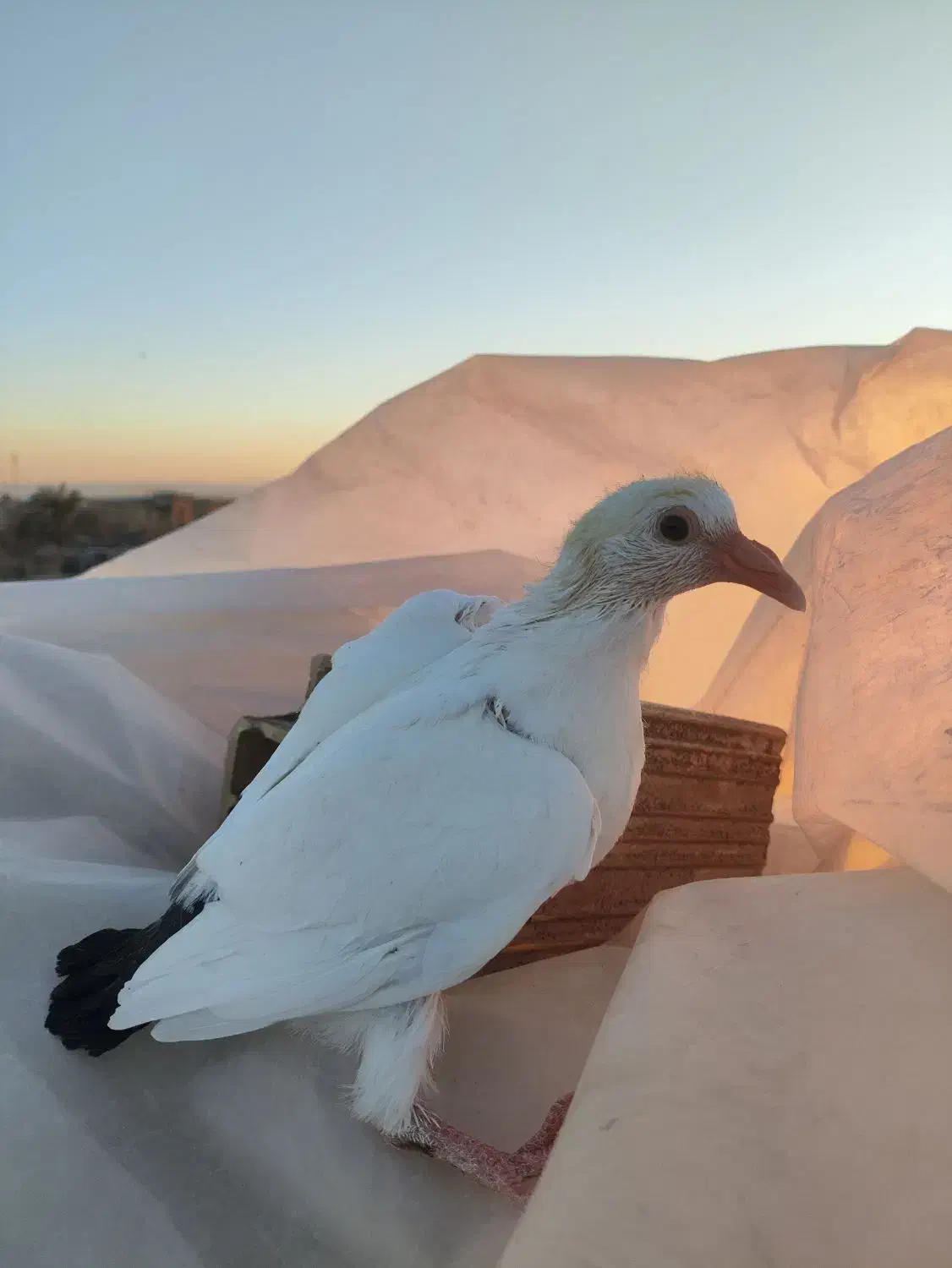 جفت دم سیاه دم گرد|پرنده|رفسنجان, |دیوار