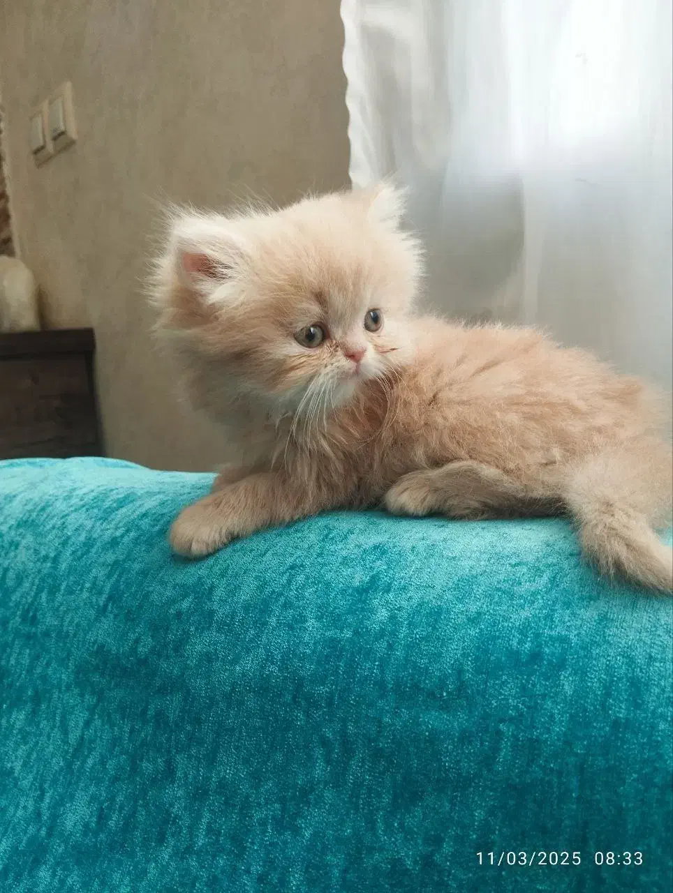 پرشین کرمی اصیل|گربه|کرج, فاز ۲ مهرشهر|دیوار