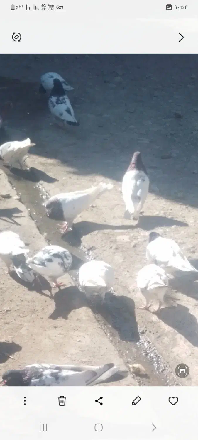 ۴۰عدد کبوتر کله ای|پرنده|باروق, |دیوار