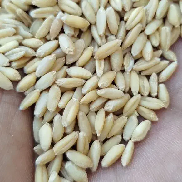 گندم بش مخصوص نان و پرنده|خوردنی و آشامیدنی|مرودشت, ابوذر جنوبی|دیوار