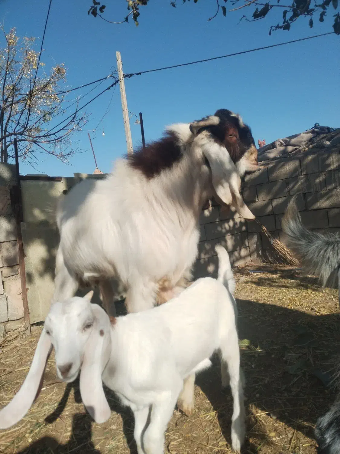 نربز پاکستانی|حیوانات مزرعه|نوده انقلاب, |دیوار