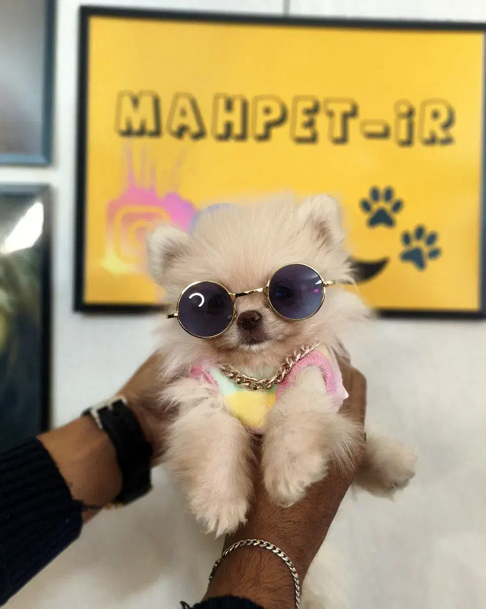 پامرخرسی پامرعروسکی توی پودل مینی شیتزو سگ جیبی|سگ|اصفهان, خانه اصفهان|دیوار