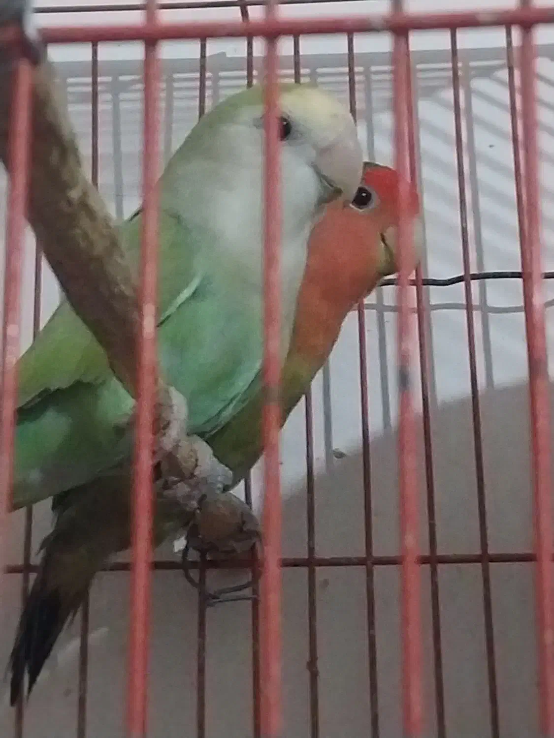 یک جفت کوتوله سالم بدون قفس داده میشود|پرنده|زابل, |دیوار