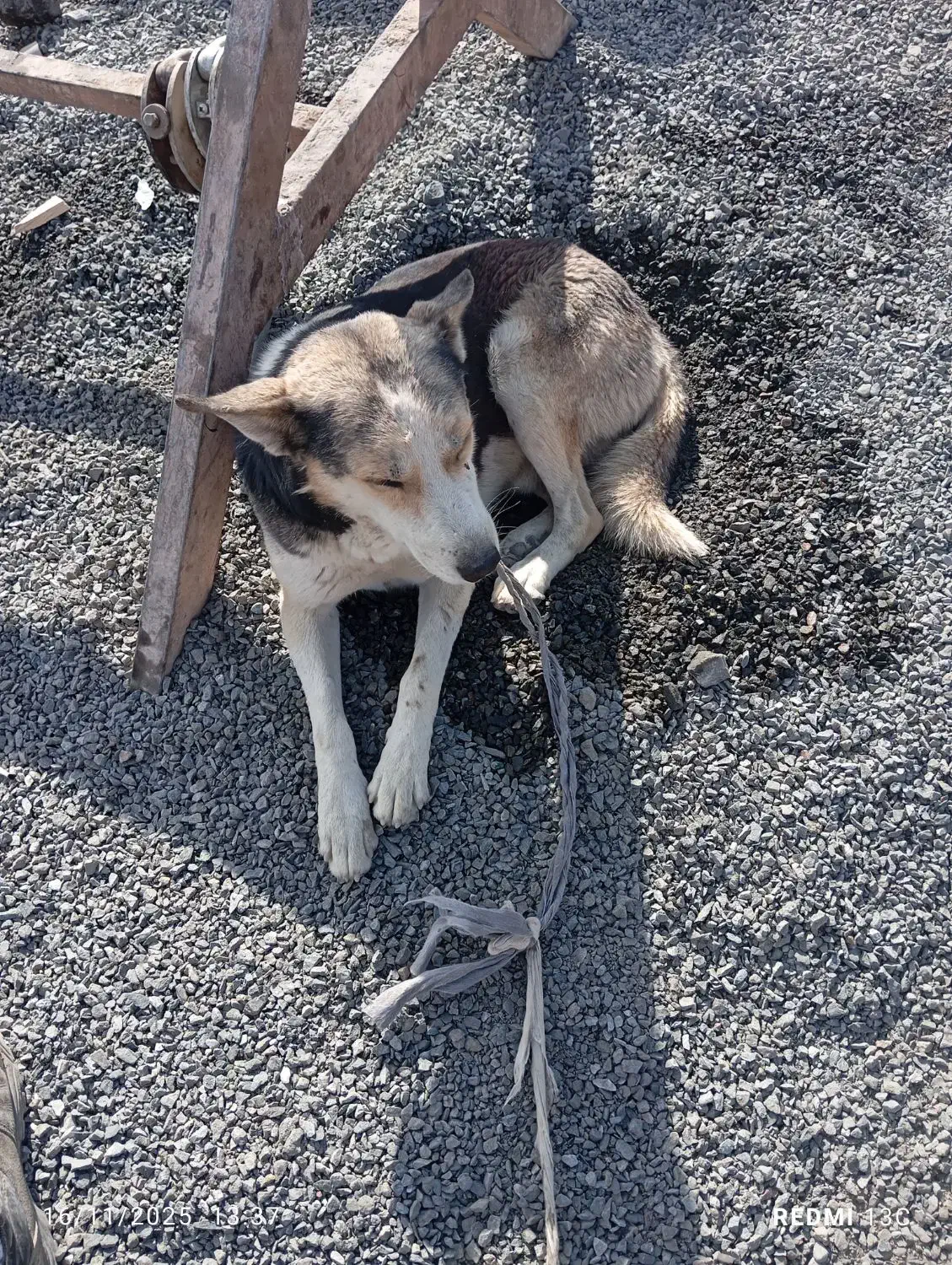 سگ هاسکی نر|سگ|آشخانه, |دیوار