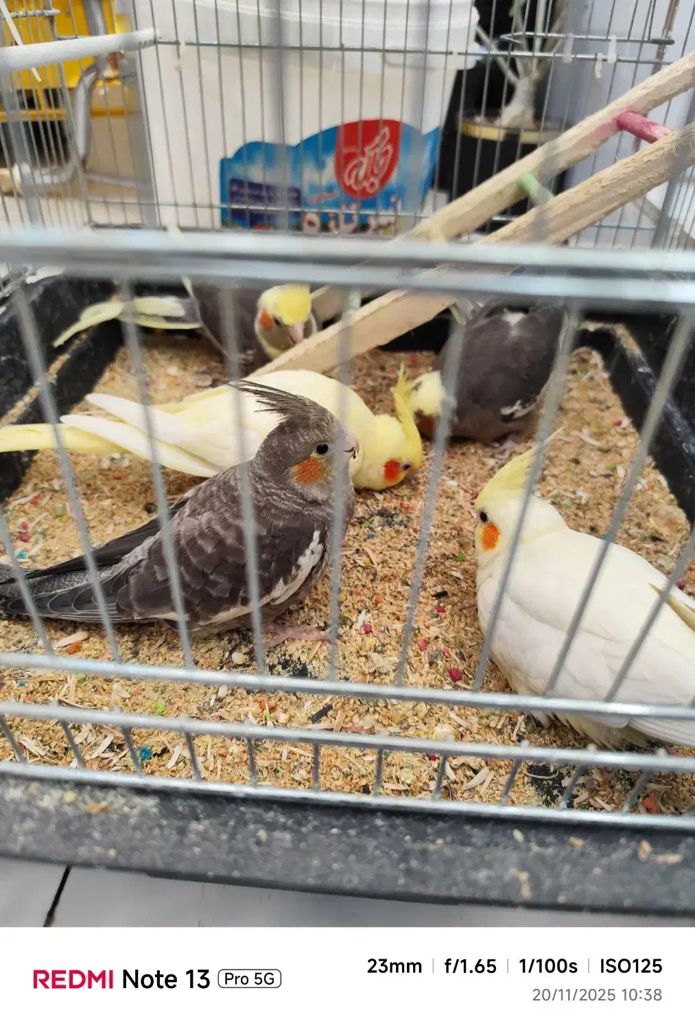 فروش شیش عددعروس باهم|پرنده|اهواز, شهرک اکباتان|دیوار