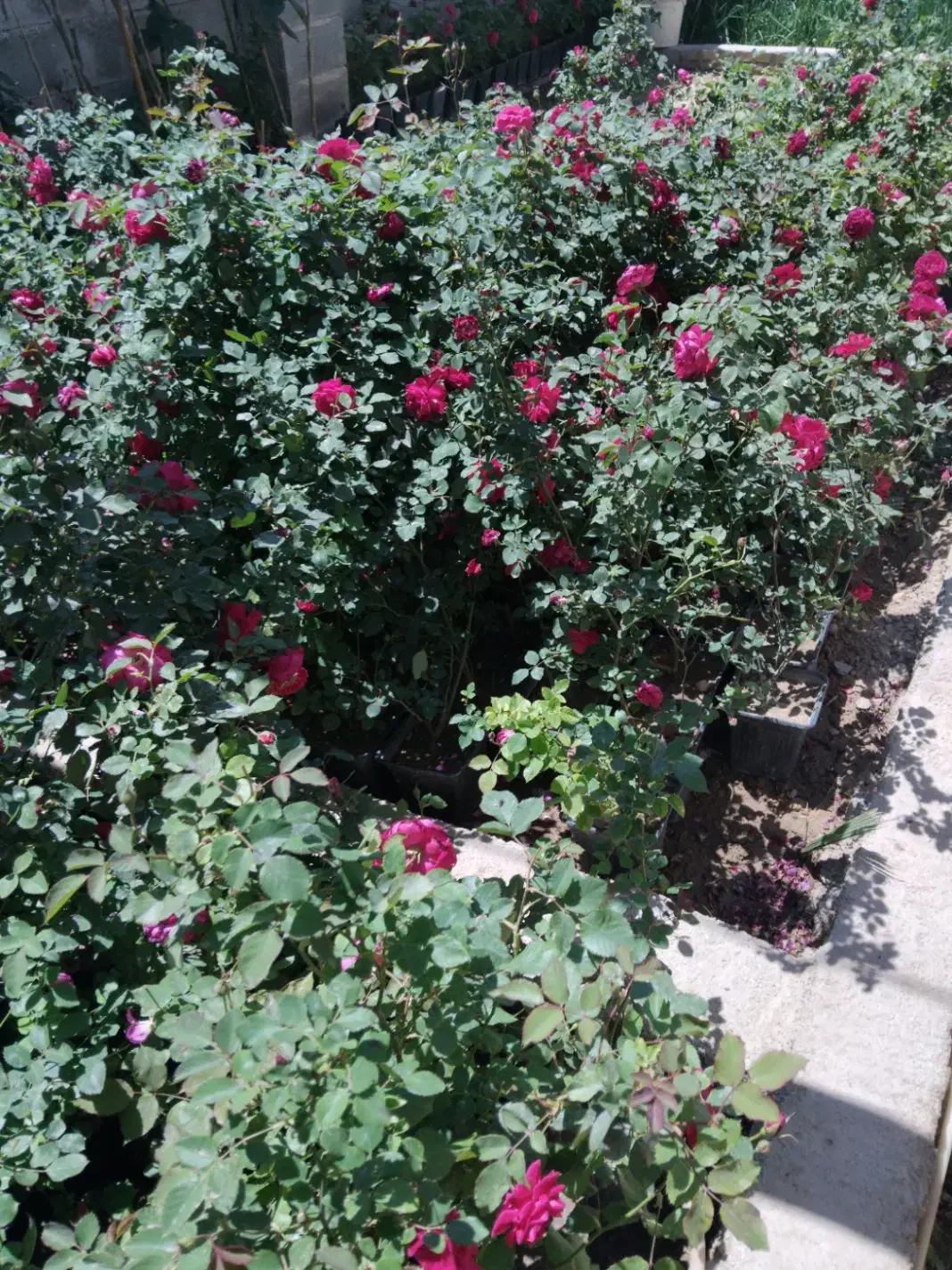 گلمحمدی پائیزه حراج|حراج|ایذه, |دیوار