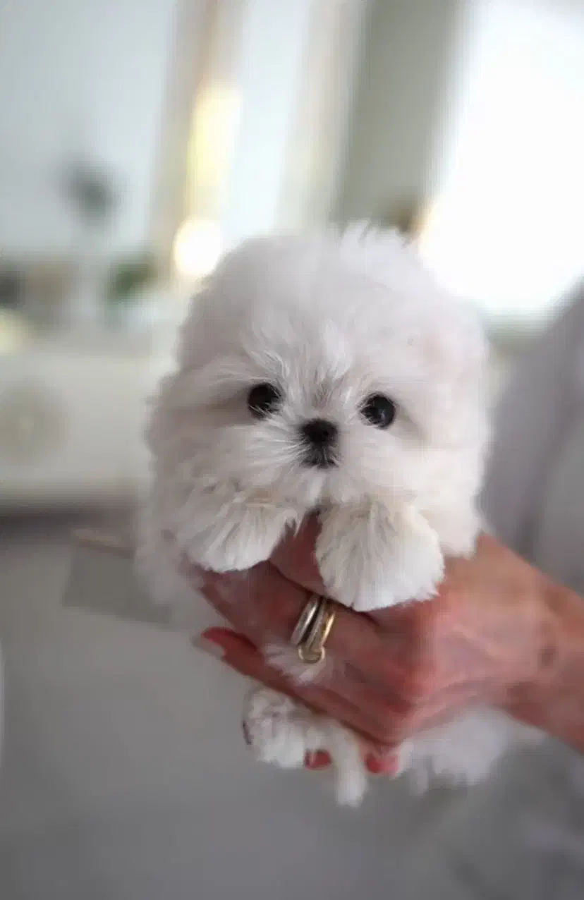 توله پاپپلون|سگ|کرمانشاه, |دیوار