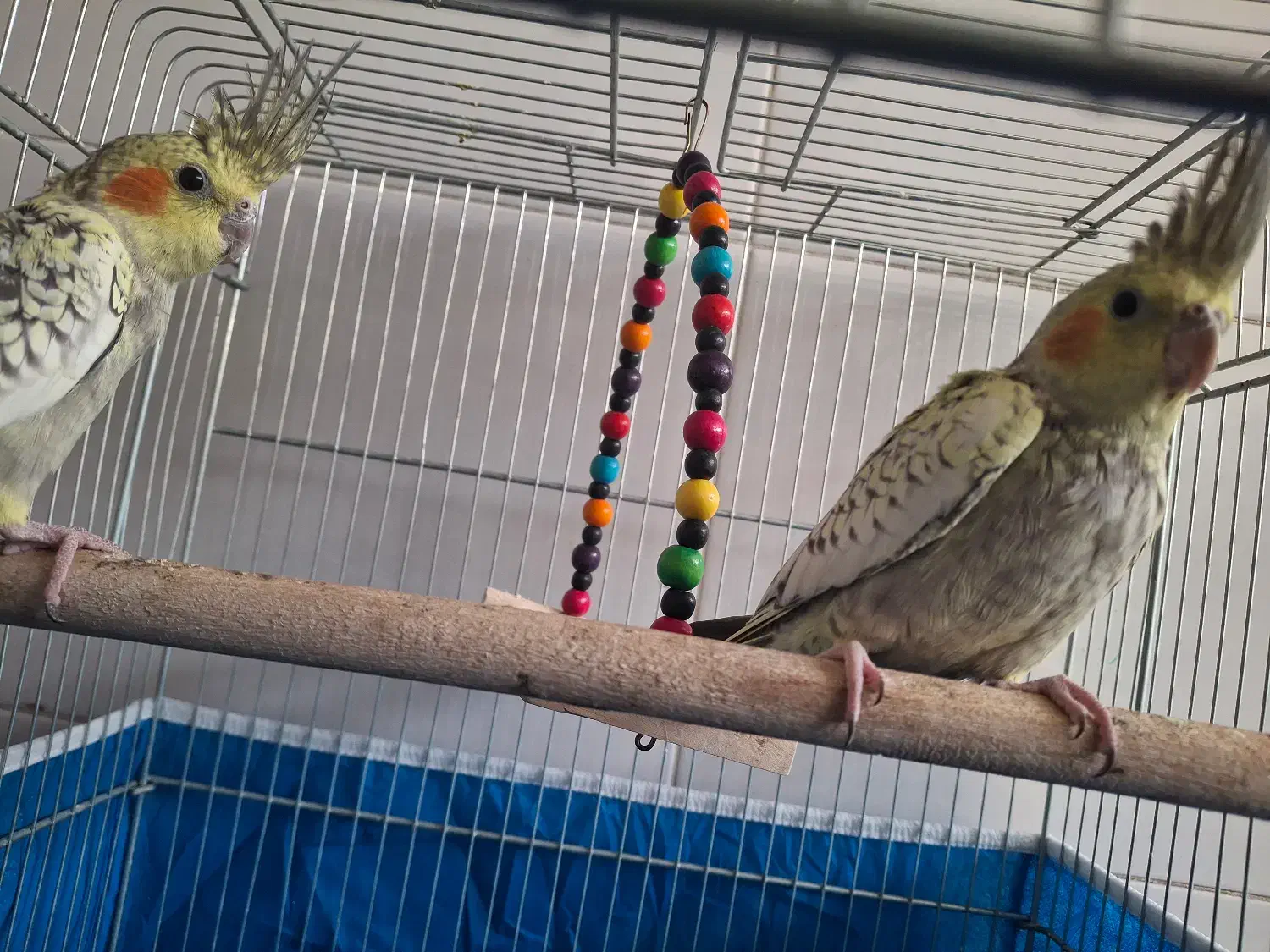 عروس هلندی فروشی|پرنده|برخوار, |دیوار