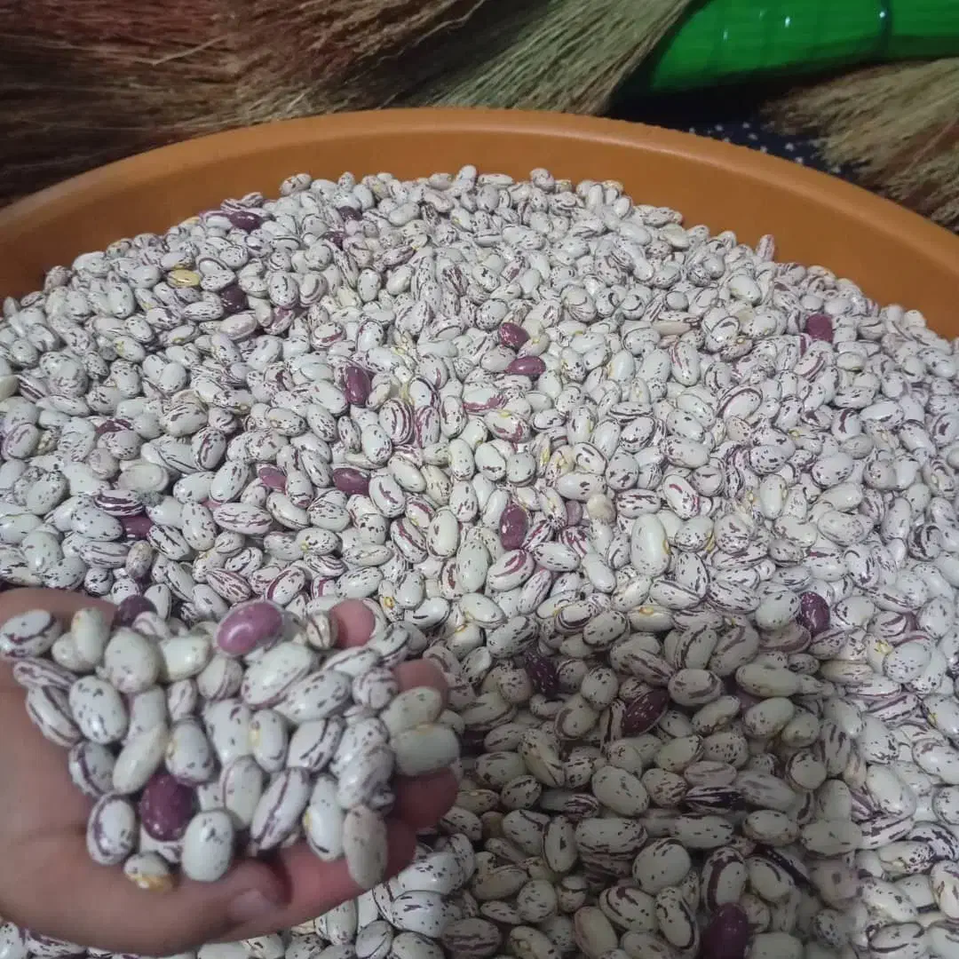 لوبیا چیتی 340 خلف اباد|عمدهفروشی|یاسوج, |دیوار