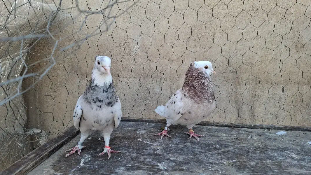 کبوتر هما پرشی|پرنده|تهران, انبار نفت|دیوار