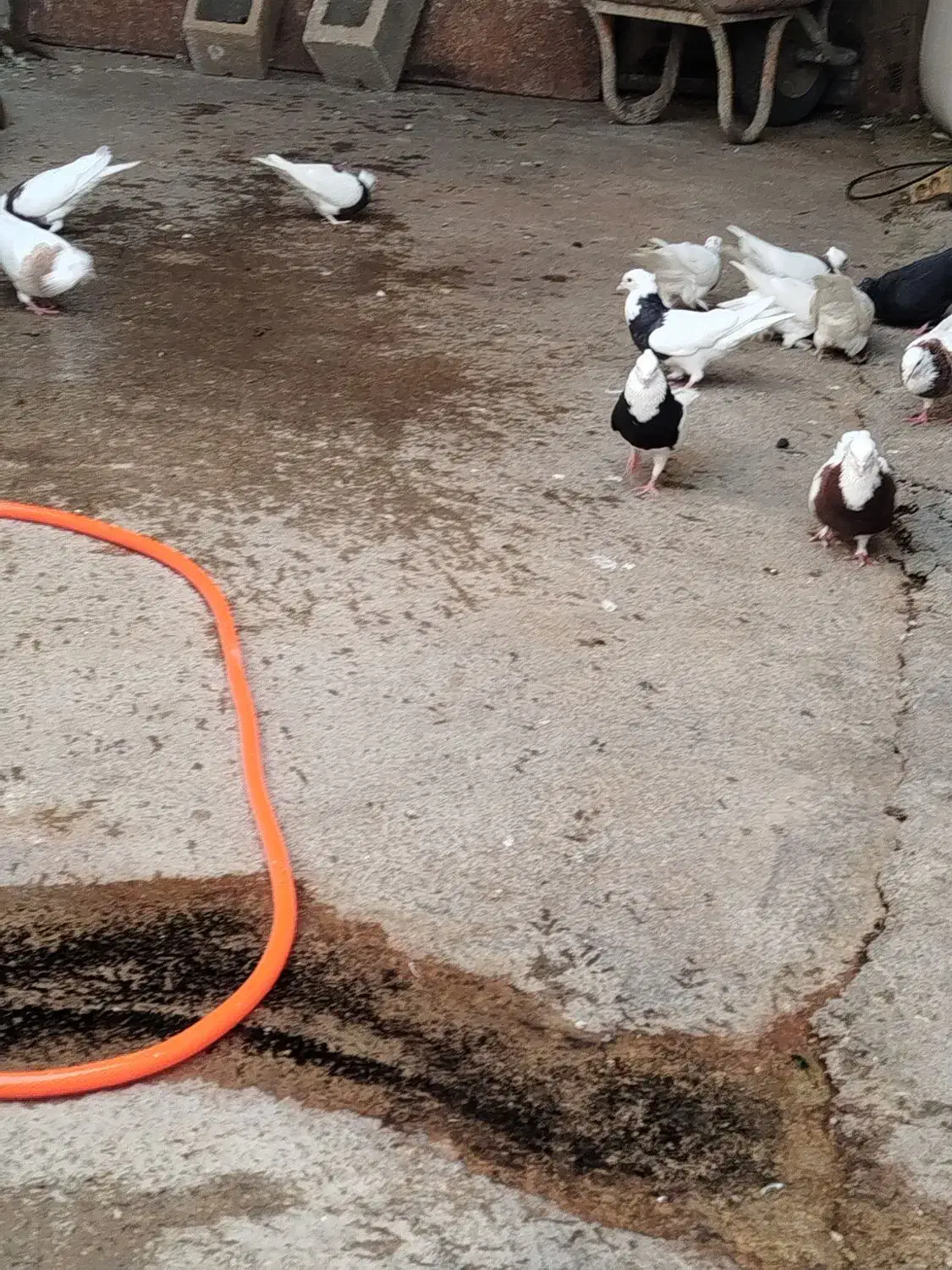 فروشی|پرنده|گتوند, |دیوار