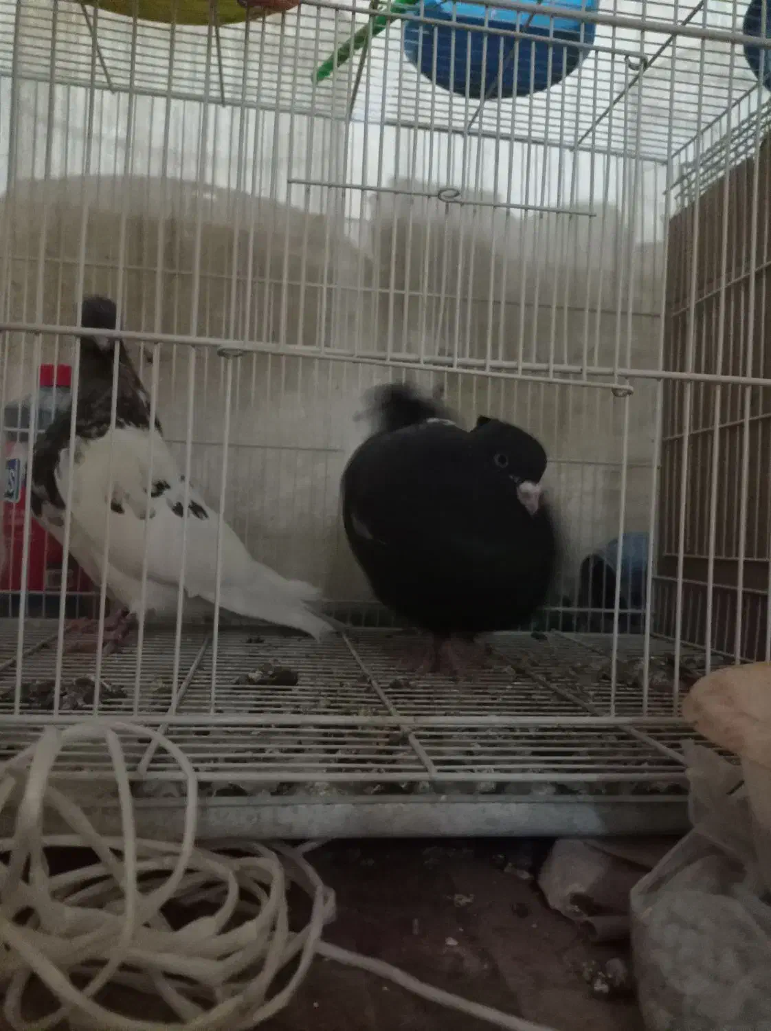 کله هفت رنگ|پرنده|مشهد, شفا|دیوار