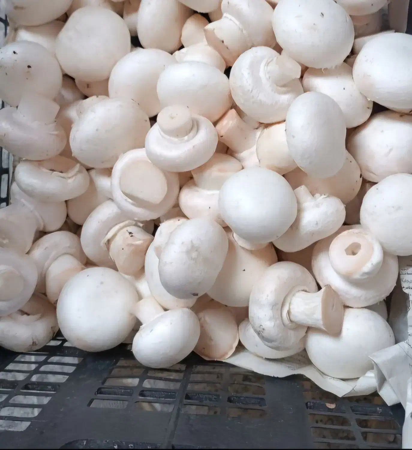 قارچ تازه چین روزانه رشت|خوردنی و آشامیدنی|رشت, توشیبا|دیوار