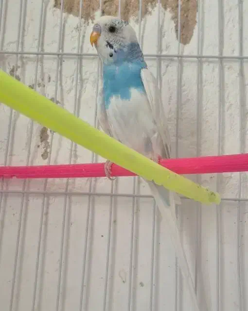 مرغ عشق|پرنده|کرمان, |دیوار