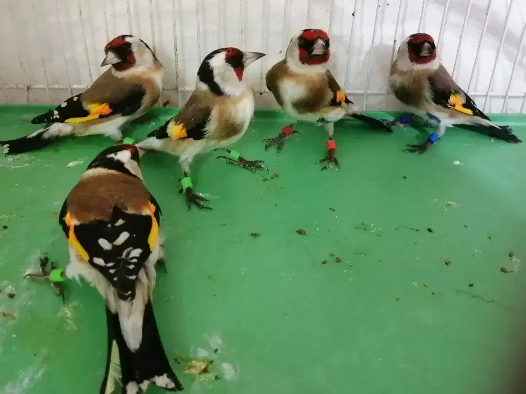 فروش سهره رسمی نر تضمینی|پرنده|شاهرود, |دیوار