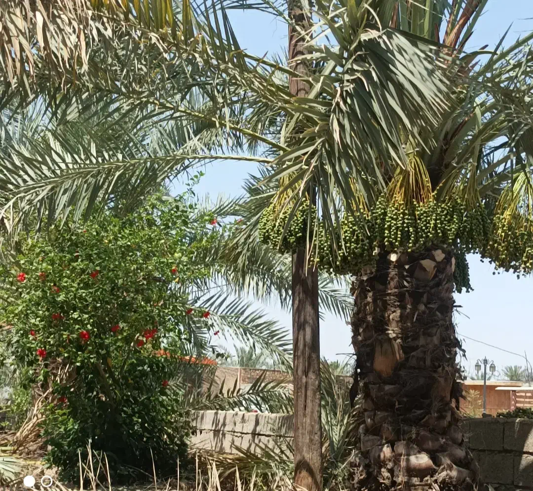 باغبانی تمیز کردن نخل وباغچه|خدمات باغبانی و درختکاری|آبادان, |دیوار