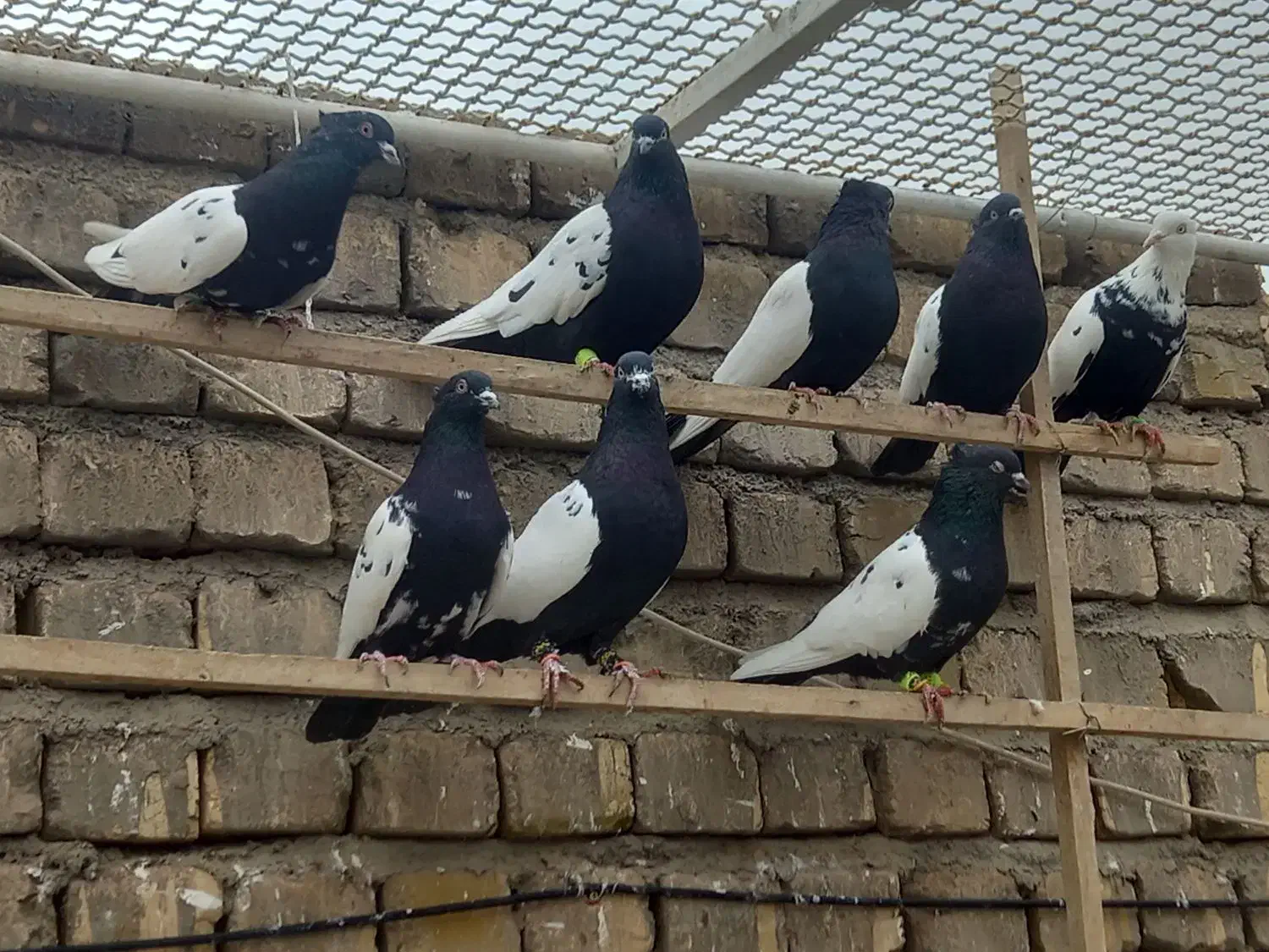 کبوتر کفتر رنگی|پرنده|قم, سراجه (۱۵ خرداد)|دیوار