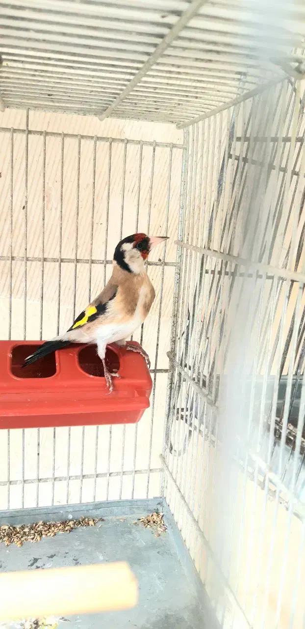 سهره|پرنده|شهریار, شهرک بهاران (ویره)|دیوار