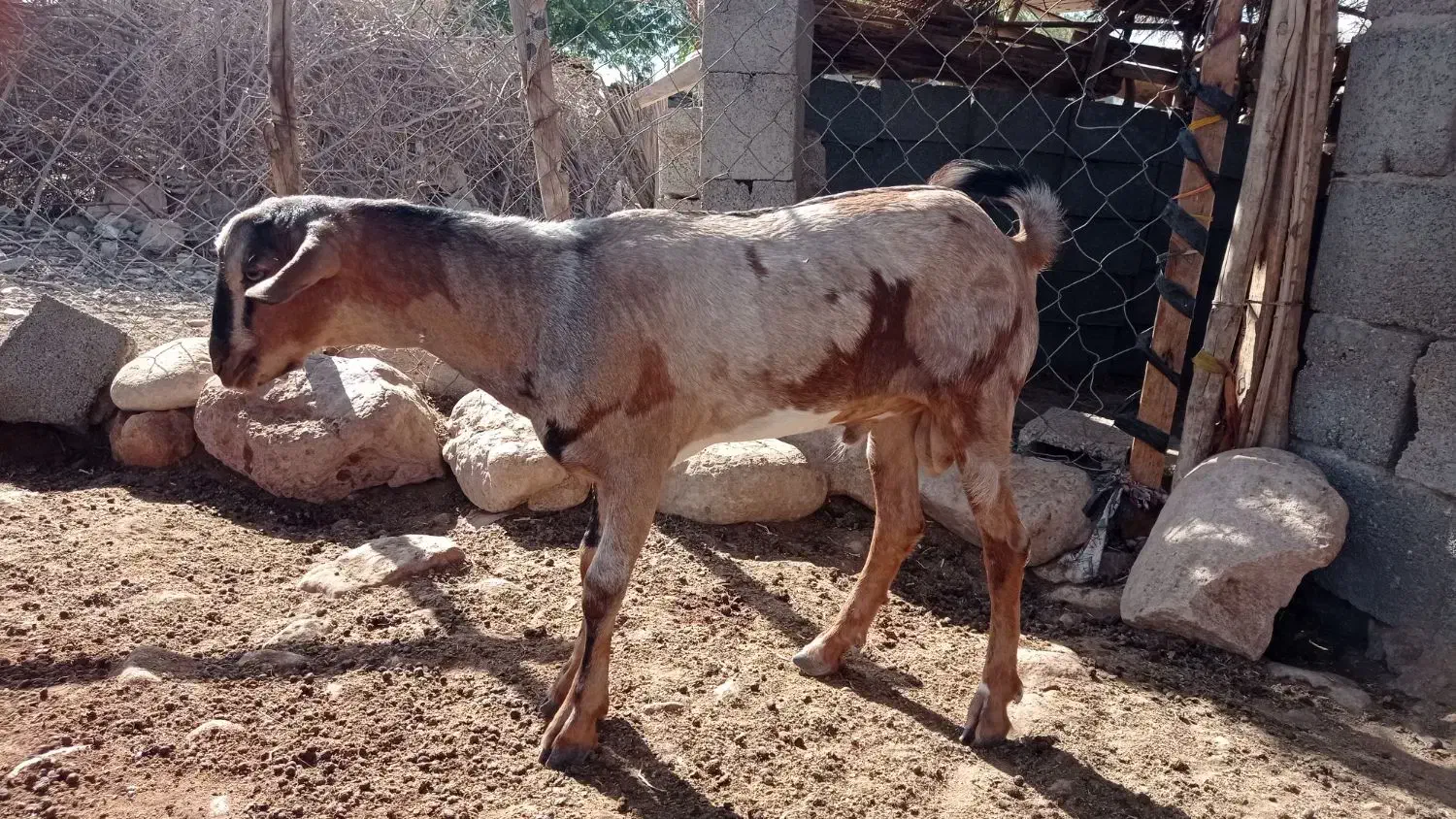 کهر چاق سرحال ۵ ماه ۹ملیون|حیوانات مزرعه|شمیل, |دیوار